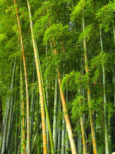 夏の寺の竹林
