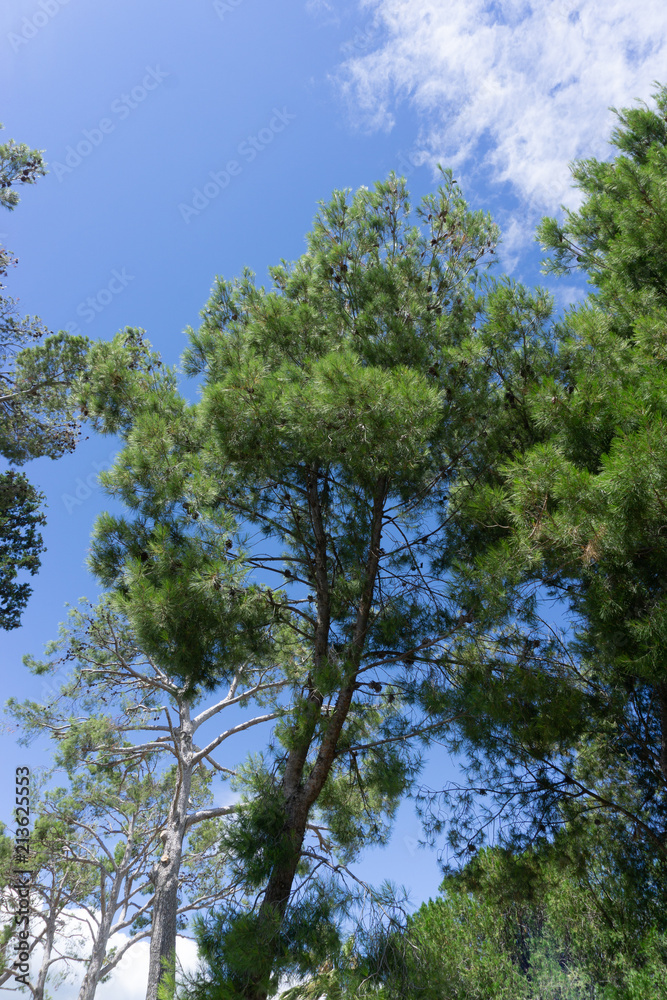 Fototapeta premium Italy 2018 summer