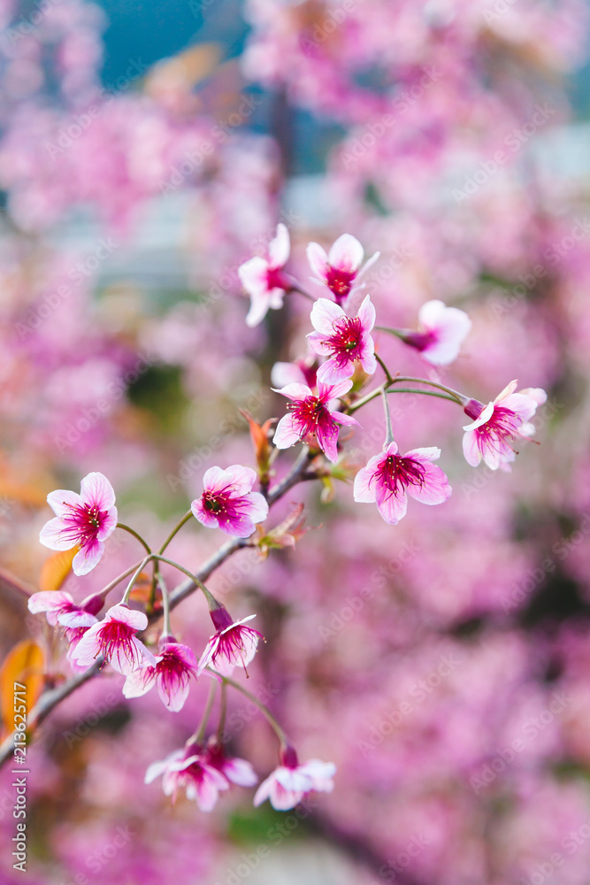 Fototapeta premium Beautiful Wild Himalayan Cherry Tree (Prunus cerasoides) or Thai Cherry blooming at Chiangmai, Thailand