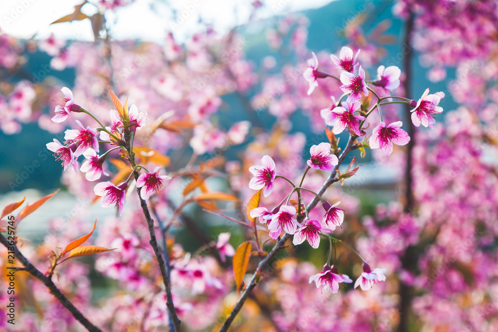 Beautiful Wild Himalayan Cherry Tree (Prunus cerasoides) or Thai Cherry blooming at Chiangmai, Thailand