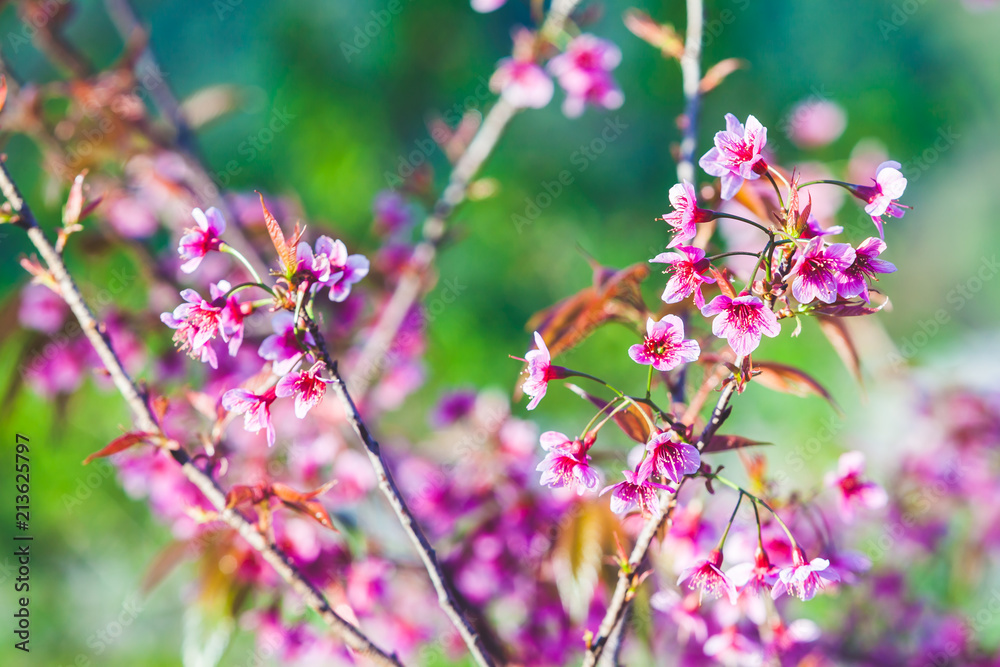 Beautiful Wild Himalayan Cherry Tree (Prunus cerasoides) or Thai Cherry blooming at Chiangmai, Thailand Beautiful Wild Himalayan Cherry Tree (Prunus cerasoides) or Thai Cherry blooming at Chiangmai, Thailand