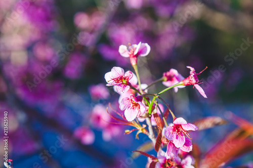 Beautiful Wild Himalayan Cherry Tree (Prunus cerasoides) or Thai Cherry blooming at Chiangmai, Thailand
