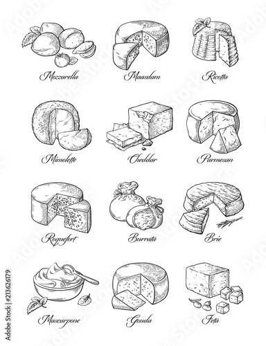 set of different cheese Vector illustration collection