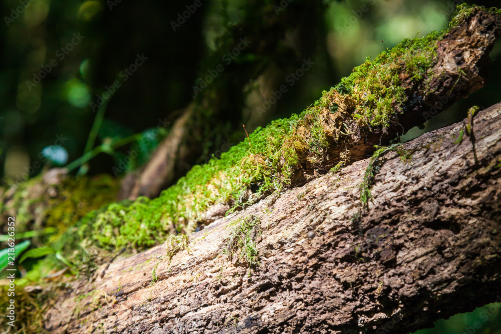 Sphagnum moss on Branch Tree in Ang Ka Luang Nature Trail at Doi Inthanon National Park in Chiang Mai, Thailand. Sphagnum moss on Branch Tree in Ang Ka Luang Nature Trail at Doi Inthanon National Park in Chiang Mai, Thailand.