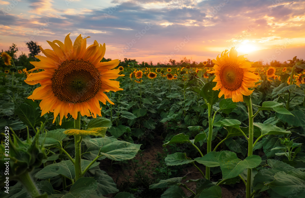 Obraz premium Summer landscape: beauty sunset over sunflowers field