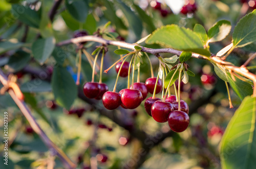 Fototapeta Naklejka Na Ścianę i Meble -  Close up of cherry fruits hanging on the tree