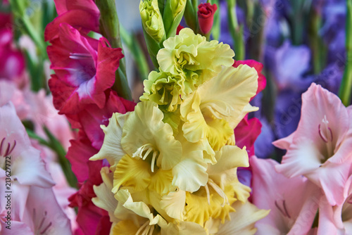 Fototapeta Naklejka Na Ścianę i Meble -  Yellow, pink and red gladioluses. Background