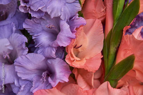 Fototapeta Naklejka Na Ścianę i Meble -  Purple and pink gladiolus. Background