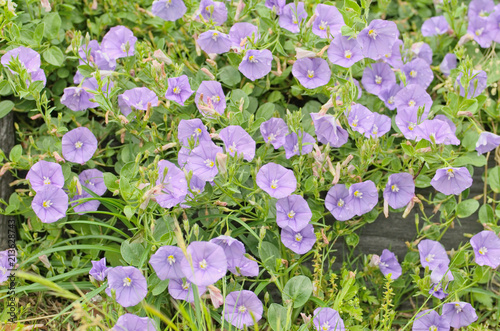 Blue rock bindweed or Ground blue convolvulus or Ground morning glory (Convolvulus sabatius, Convolvulus mauritanicus) is trailing perennial plant with delicate flat trumpet like violet blue flowers photo