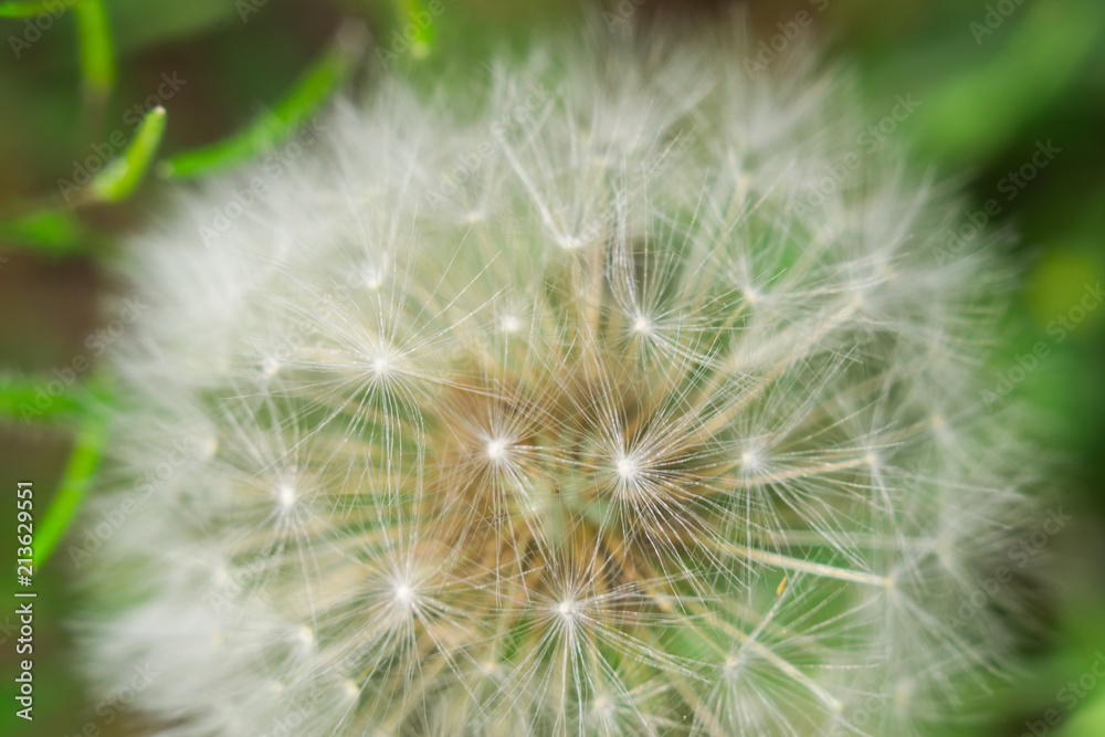 dandelion macro photo dandelion macro photo