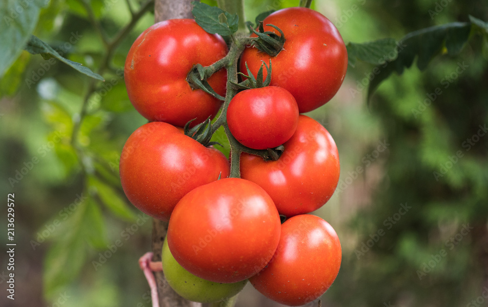 Ripe red tomato  in greenhouse garden