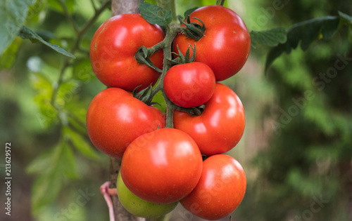 Ripe red tomato in greenhouse garden