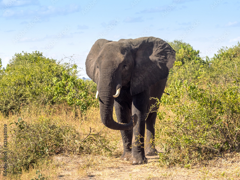 Obraz premium African elephant, Loxodonta africana, in bush Chobe National Park, Botswana