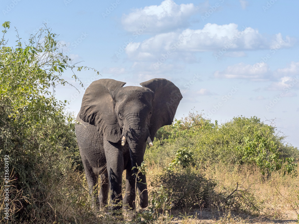 African elephant, Loxodonta africana, in bush Chobe National Park, Botswana