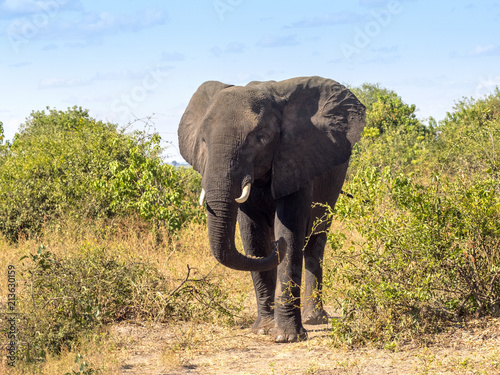 African elephant  Loxodonta africana  in bush Chobe National Park  Botswana