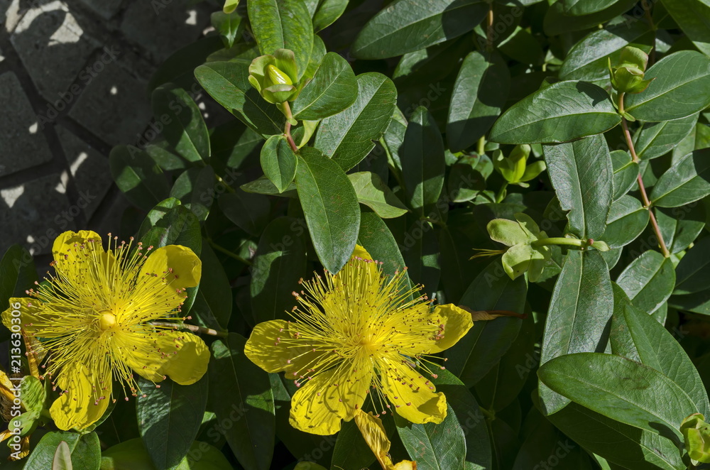 Hypericum calycinum, St. John`s Wort or Yellow Rose of Sharon bush flower close-up with a central mass of bright yellow stamens, Sofia, Bulgaria Hypericum calycinum, St. John`s Wort or Yellow Rose of Sharon bush flower close-up with a central mass of bright yellow stamens, Sofia, Bulgaria