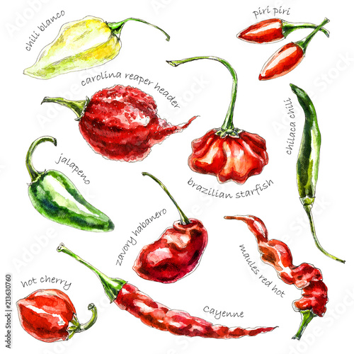 Schilderij op canvas Hand-drawn watercolor illustration of peppers isolated on the white background
