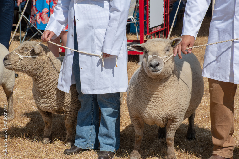 Obraz premium Sheep being exhibited in agricultural show