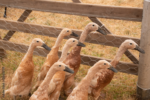 Group of baby geese in pen