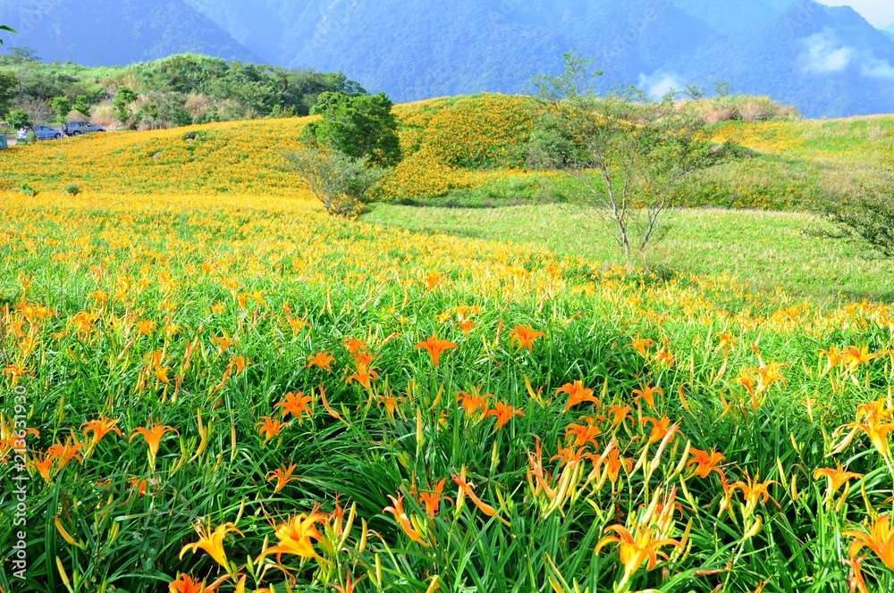 Daylily Flowers Blooming in summer in Liushidan Mountain (Sixty Stone Mountain) in Hualien, Taiwan