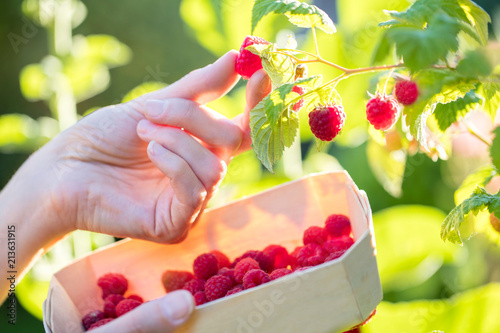 Close Up Of Woman Picking Raspberries And Putting Into Wooden Basket