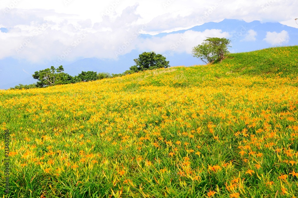 Daylily Flowers Blooming in summer in Liushidan Mountain (Sixty Stone Mountain) in Hualien, Taiwan