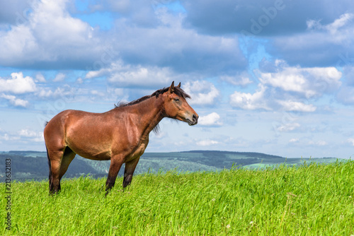 The horse is standing in the field  © Renovacio