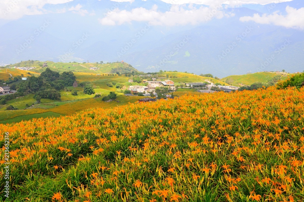 Daylily Flowers Blooming in summer in Liushidan Mountain (Sixty Stone Mountain) in Hualien, Taiwan