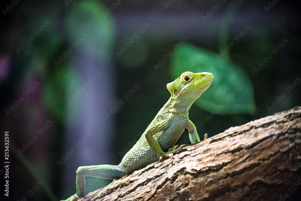 Bright green lizard climbing on a tree branch Bright green lizard climbing on a tree branch