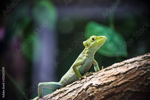 Bright green lizard climbing on a tree branch