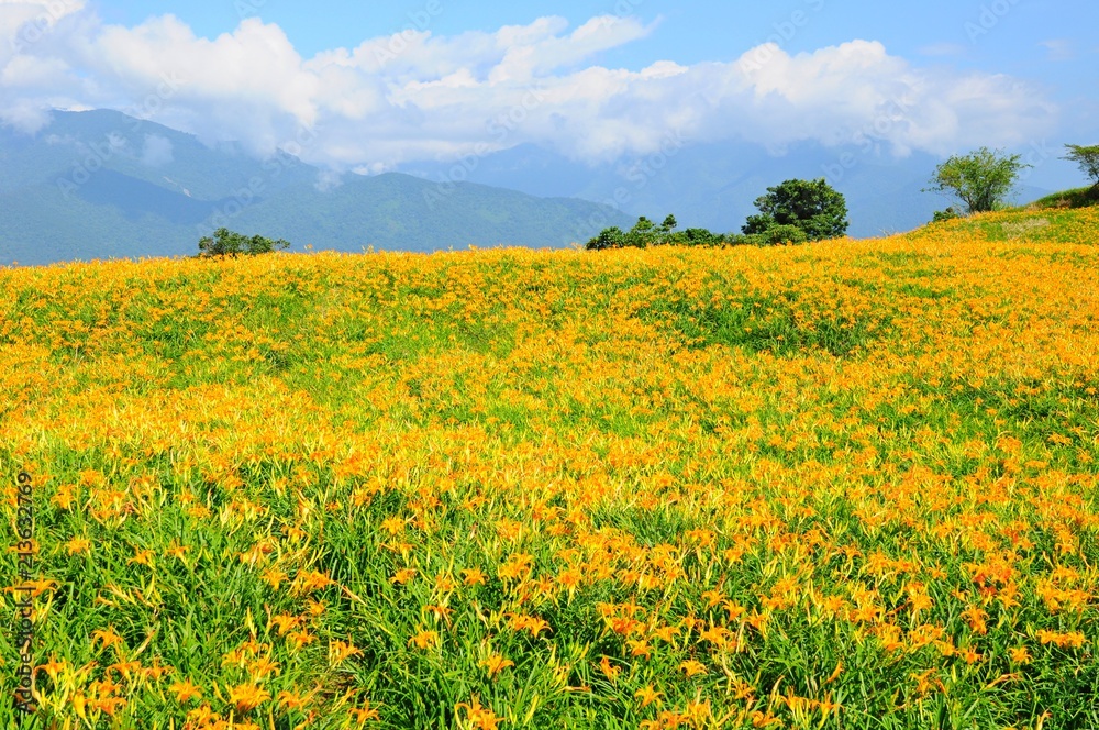 Daylily Flowers Blooming in summer in Liushidan Mountain (Sixty Stone Mountain) in Hualien, Taiwan