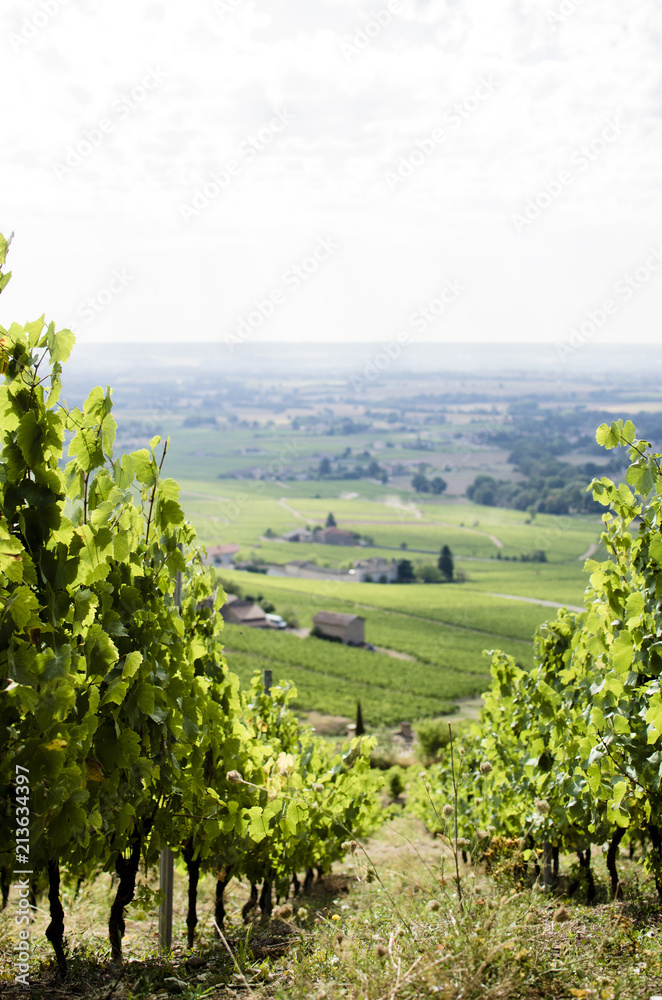 valley with vineyards. View of the green fields from the top of a mountain