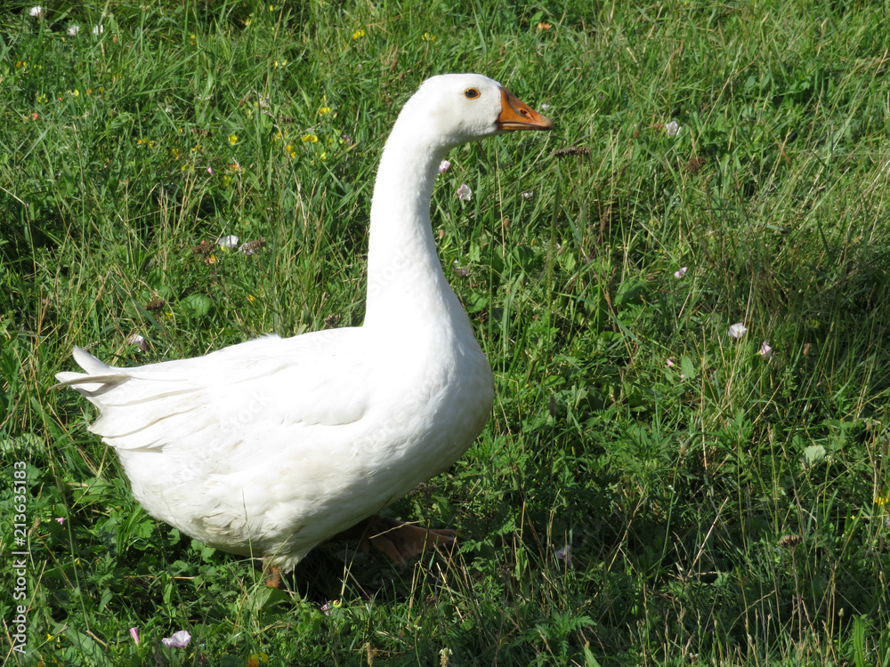 White goose walking on the green grass in countryside. Goose in sunny morning on summer meadow