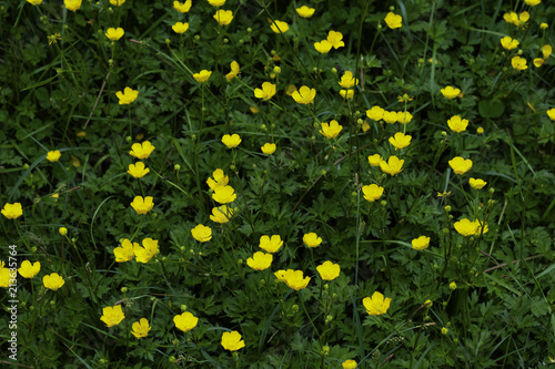 yellow flower on the spring blakground photo