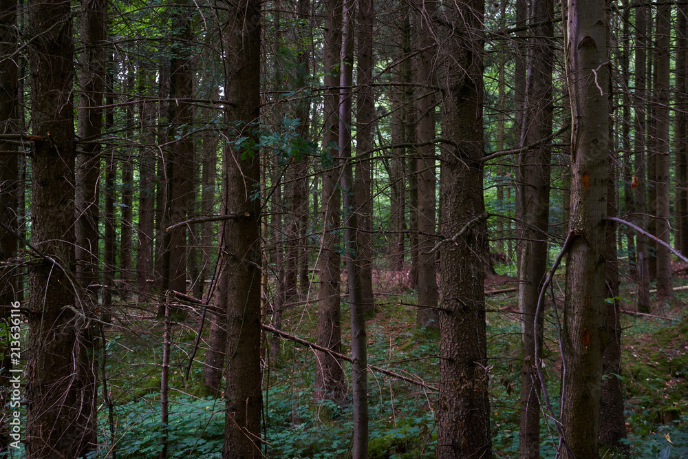 Obraz premium coniferous forest, tree trunks