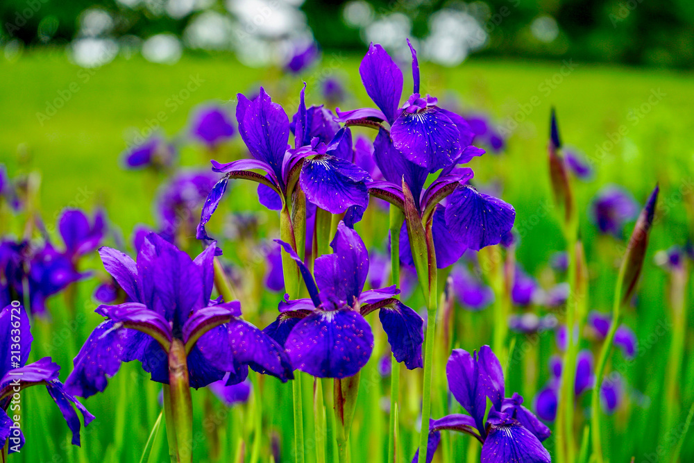 Brilliant Violet Irises in a garden with blurred background with grass and trees Brilliant Violet Irises in a garden with blurred background with grass and trees