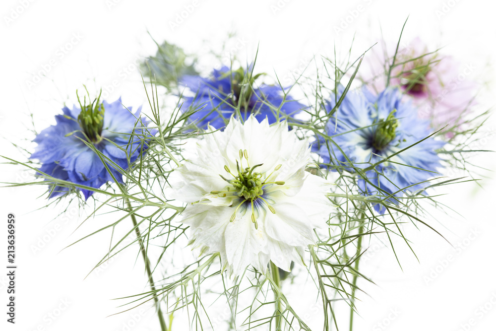 Jungfer im Grünen (Nigella damascena), knappe Schärfentiefe