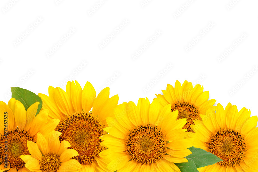 Obraz premium Frame of sunflowers on a white background. Background with copy space.