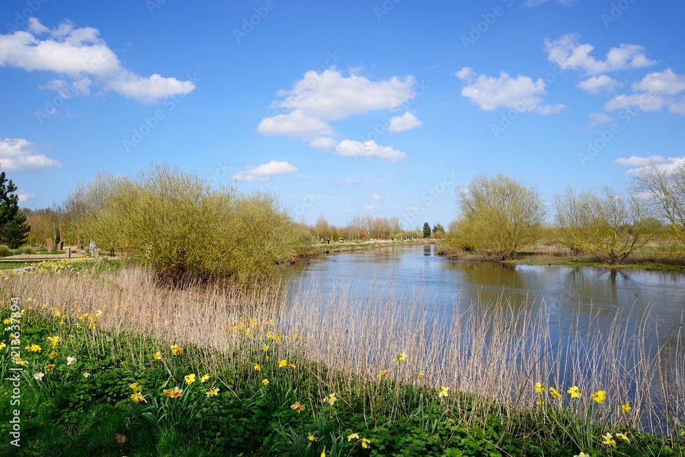 View along the River Tame with daffodils in the foreground at the National Memorial Arboretum during the Springtime, Alrewas, UK. View along the River Tame with daffodils in the foreground at the National Memorial Arboretum during the Springtime, Alrewas, UK.