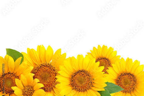 Frame of sunflowers on a white background. Background with copy space.