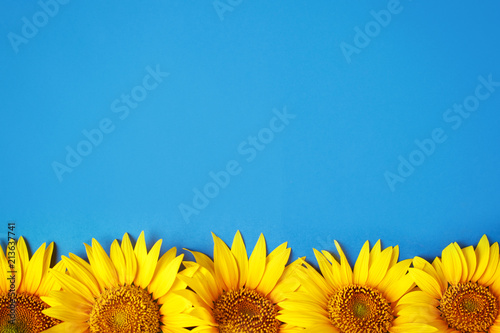 Beautiful sunflowers on blue background. View from above. Background with copy space.