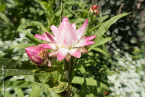 colorful summer flowers