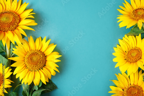 Beautiful sunflowers on blue background. View from above. Background with copy space.