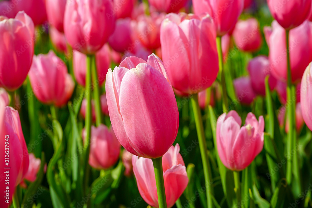 Fototapeta premium Many Pink Tulips Background