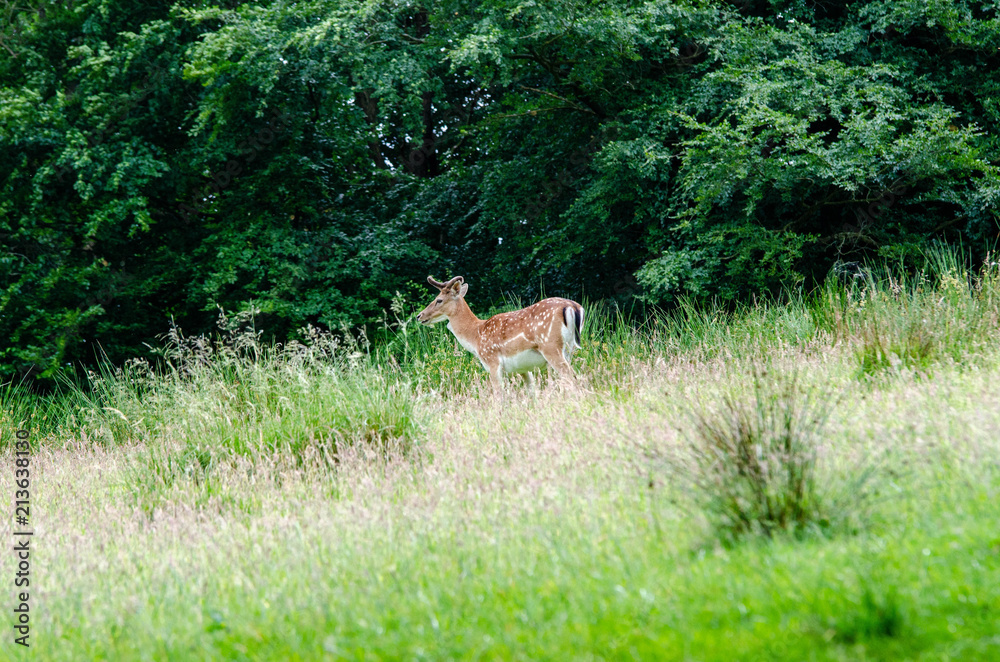 Dears living peacely in Haderslev, Denmark Dears living peacely in Haderslev, Denmark