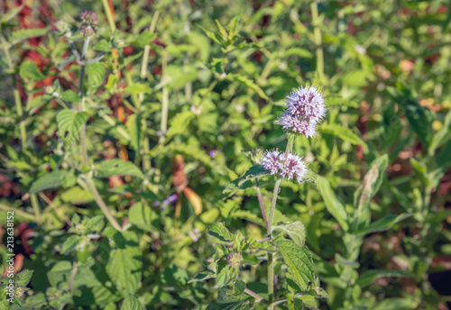 Fresh scented water mint in full bloom