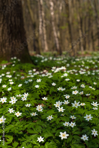 Anemone nemorosa flower in the forest in the sunny day. Wood anemone  windflower  thimbleweed. Fabulous green forest with  white flowers. Beautiful summer forest landscape.
