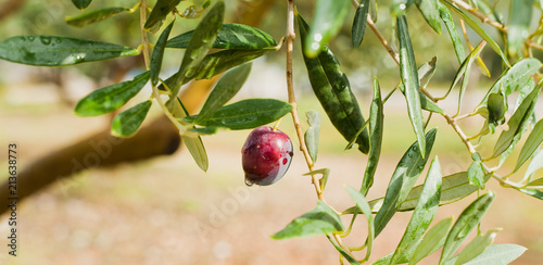 Black Olives branch in the orchard -  olive tree plantation -  harvest time for olive oil. photo