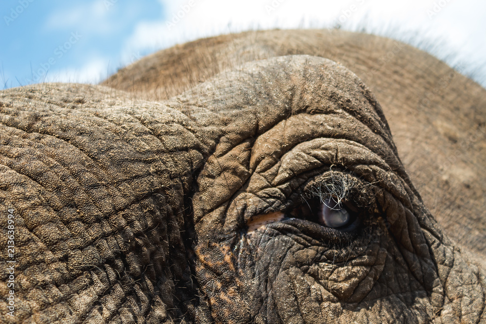 Fototapeta premium Elephant's Eye