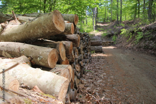 wood log tree